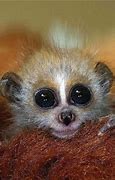 Image result for 10 cutest animals