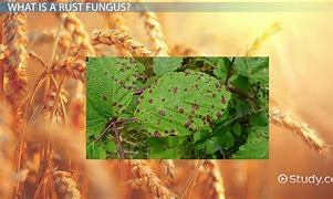 Image result for Rust Fungus