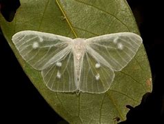 Image result for lymantria moth