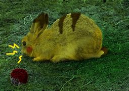 Image result for Pikachu Bunny