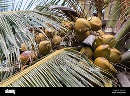 Image result for Coconut Tree Sri Lanka