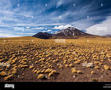 Image result for Puna Grassland Region