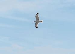 Image result for Sea Gull Shape