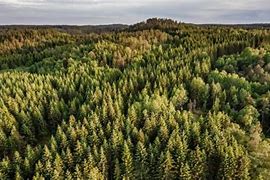 Image result for Sweden Forest