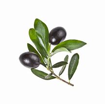 Image result for Most Cold-Hardy Olive Tree Mission