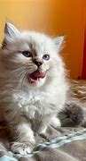 Image result for 12 Week Old Siberian Kittens