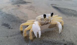 Image result for What Does Crabs Look Like On Skin