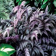 Image result for Athyrium Burgundy Lace