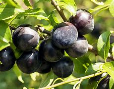 Image result for Black Plum Fruit