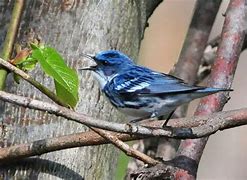 Image result for Small Michigan Birds