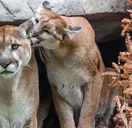 Image result for Wildlife in Banff