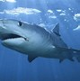 Image result for Dusky Shark