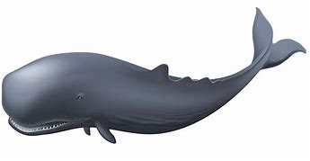 Image result for Sing 1 Whale