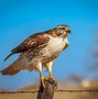 Image result for Bird Hawk Animals