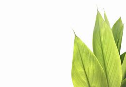 Image result for Turmeric Plant Leaf Image