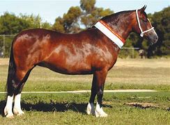 Image result for Welsh Cob Horse