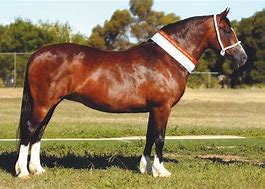 Image result for Welsh Cob Head