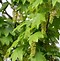 Image result for Maple Trees Variety