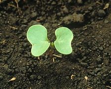 Image result for Cotyledon Species