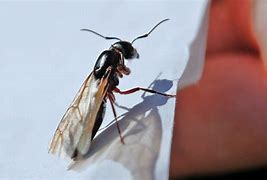 Image result for A Flying Ant