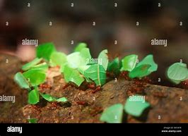 Image result for Leaf Cutter Ants Costa Rica