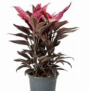 Image result for Dracaena Merah