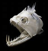 Image result for Salmon Skull