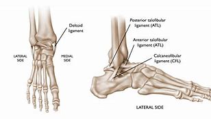 Image result for Lateral Malleolus Ligaments