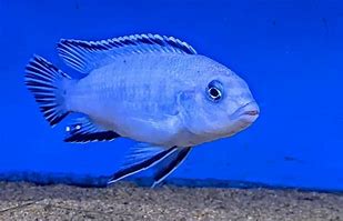 Image result for Pidlayan Fish