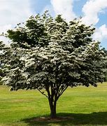 Image result for Kousa Dogwood