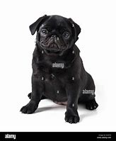 Image result for Black Pug Pan Ting