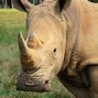 Image result for Cheetah Rhino