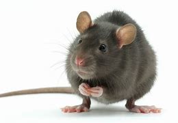 Image result for Dead Rat in Duct