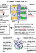 Image result for Venous Plexuses