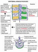 Image result for Vertebral Venous Plexus