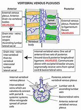 Image result for Venous Plexus Spine