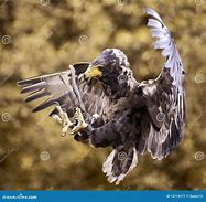 Image result for Shocked Hawk