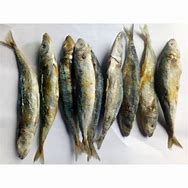 Image result for Ikan Laut Bencong