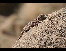 Image result for Flat Lizard Animal Species