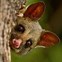 Image result for Brushtail Possum