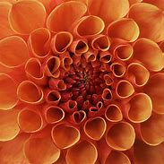 Image result for Macro Photography Natural Forms