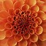 Image result for Macro Photography Natural Forms