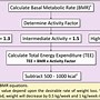 Image result for Define Metabolic Rate