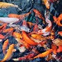 Image result for Carpa Koi