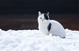 Image result for Snow On Cat Stunning