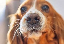 Image result for Dog Cold Nose