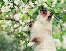 Image result for Spring Cats Banner