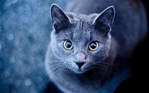 Image result for Most Beautiful Cat Eyes