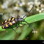 Image result for Big Longhorn Beetle