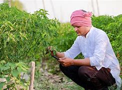 Image result for Chilli Farming